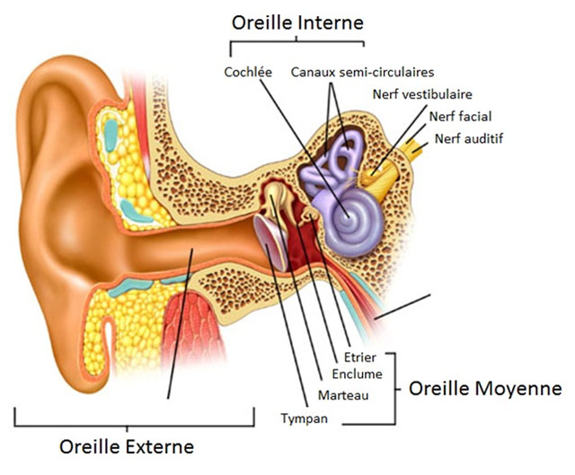 Hygiène de l'oreille - Centres Auditifs AcoustiCentre