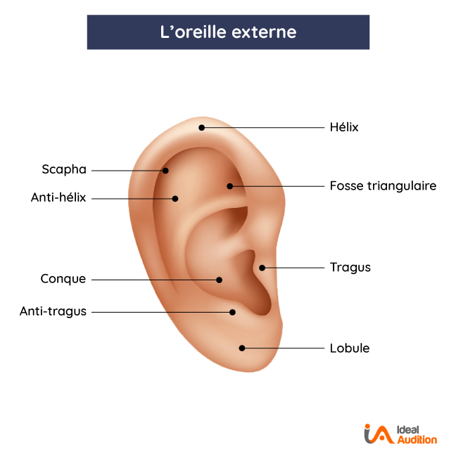 Anatomie oreille externe