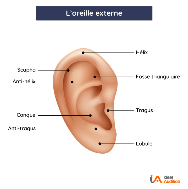 Fonctionnement oreille, rôle et anatomie du système auditif humain