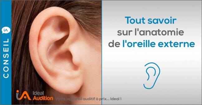 Anatomie oreille externe