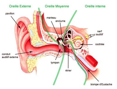 Cristaux de l'oreille interne : quand entraînent-ils des vertiges ?